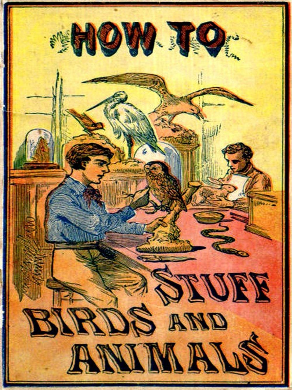 Big bigCover of How to Stuff Birds and Animals