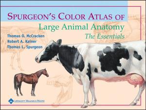 Book cover of Spurgeon's Color Atlas of Large Animal Anatomy