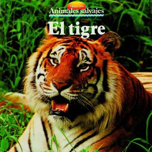 Cover of the book El tigre by Àngels Comella