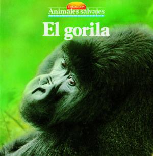 Cover of the book El gorila by David Curto Secanella, Isabel Romero Albiol
