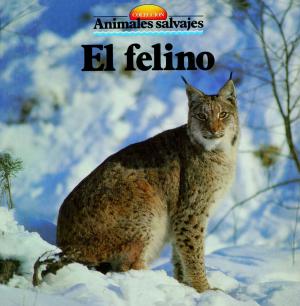 Cover of the book El felino by Guillermo Seijas Albir