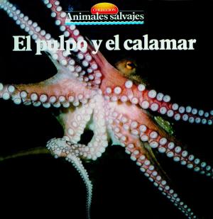 Cover of the book El pulpo y el calamar by Àngels Comella