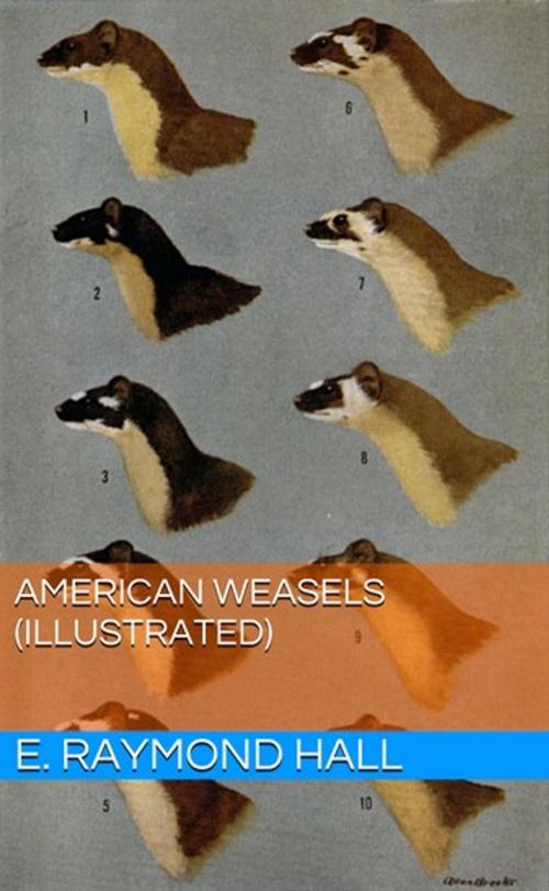 Cover of the book American Weasels (Illustrated) by E. Raymond Hall, Lost Leaf Publications