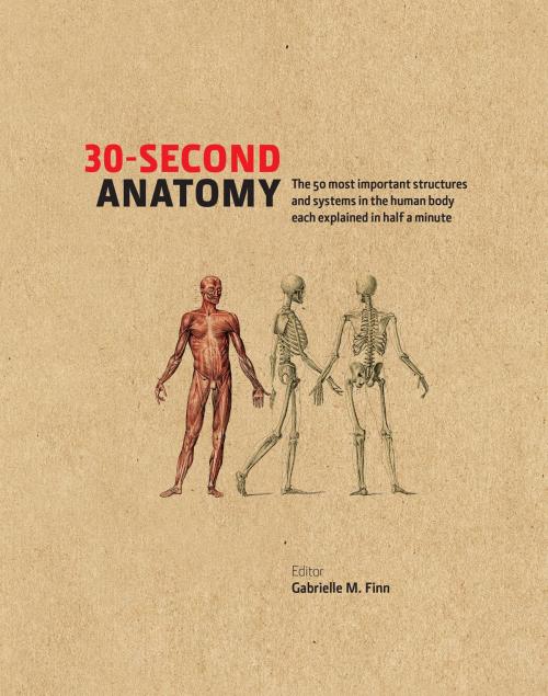 Cover of the book 30-Second Anatomy: The 50 most important structures and systems in the human body each explained in under half a minute by , The Ivy Press