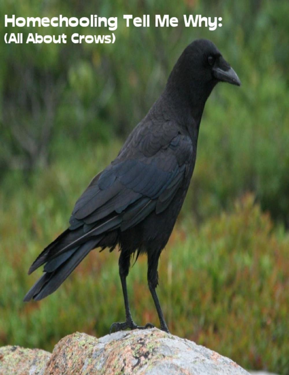 Big bigCover of Homeschooling Tell Me Why: (All About Crows)