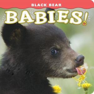 Cover of the book Black Bear Babies! by Seabring Davis