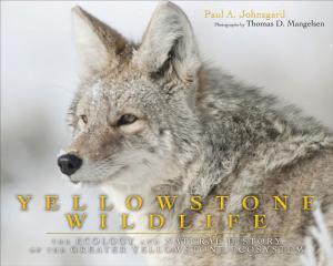 Cover of the book Yellowstone Wildlife by 