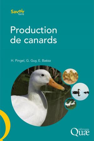 Book cover of Production de canards
