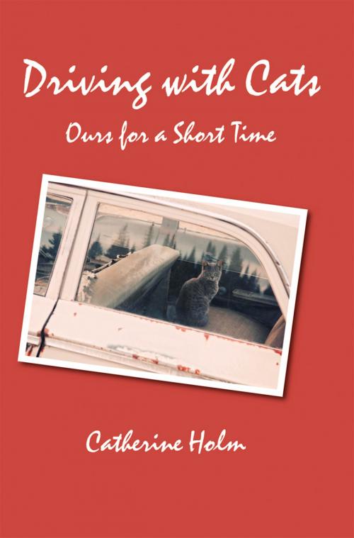 Cover of the book Driving with Cats by Catherine Holm, North Star Press of St. Cloud