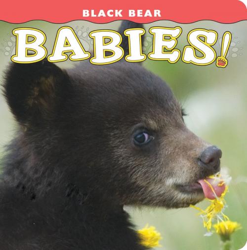 Cover of the book Black Bear Babies! by Jessica Solberg, Farcountry Incorporated