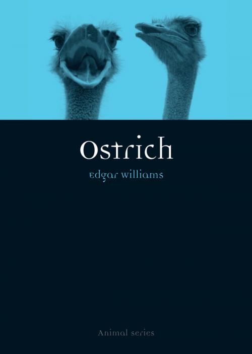 Cover of the book Ostrich by Edgar Williams, Reaktion Books