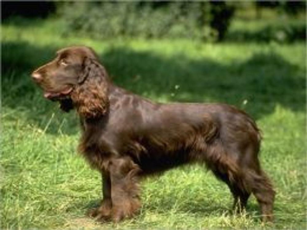 Big bigCover of Field Spaniels for Beginners