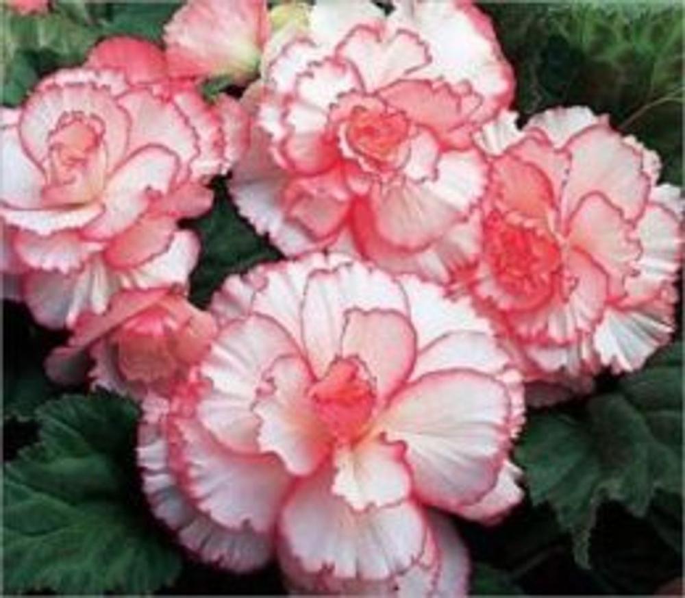 Big bigCover of Growing Begonias For Beginners