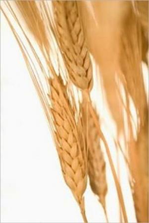 Cover of An Informative Guide About Wheat Allergies