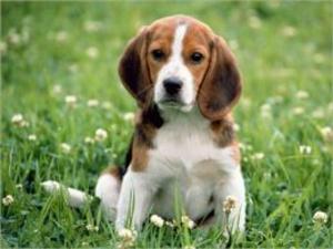 bigCover of the book Beagles for Beginners by 
