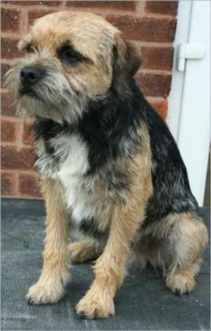 Cover of the book Border Terriers for Beginners by Brian Medlin