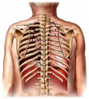 Cover of Broken Ribs: Causes, Symptoms and Treatments