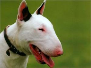 Cover of the book Bull Terriers for Beginners by Ramon Sullivan
