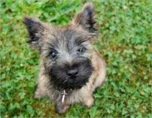 Cover of the book Cairn Terriers for Beginners by Alene Edelson
