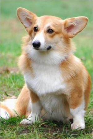 Cover of the book Cardigan Welsh Corgis for Beginners by Bernadette Sparks