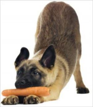 bigCover of the book Choosing a Healthy Diet For Your Dog by 