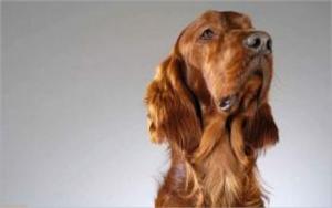bigCover of the book English Cocker Spaniels for Beginners by 