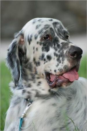 Cover of the book English Setters for Beginners by Sarah Miller