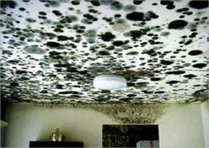 Cover of Getting Rid of Black Mold