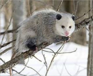 Cover of the book Getting Rid of Opossums by Margie Erikson