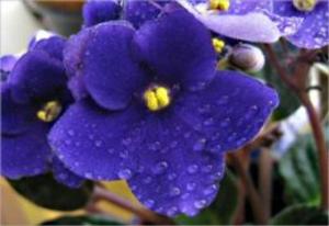 Cover of Growing African Violets For Beginners