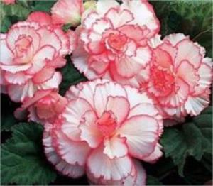 Book cover of Growing Begonias For Beginners