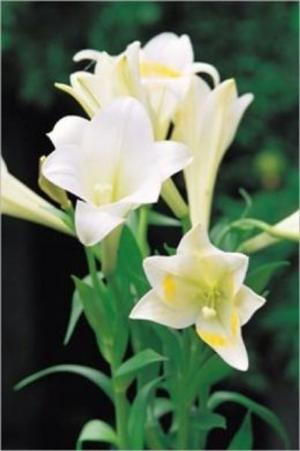 Cover of the book Growing Calla Lilies For Beginners by John O'Banion