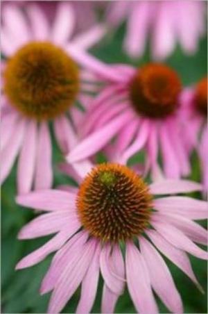 Cover of the book Growing Echinacea For Beginners by Ernesto Waters