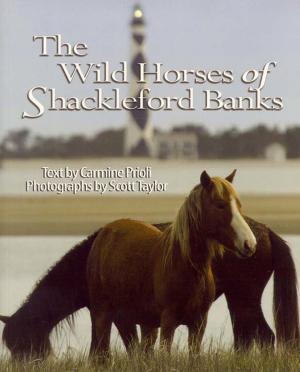 Cover of the book Wild Horses of Shackleford Banks by Elizabeth Huntsinger Wolf