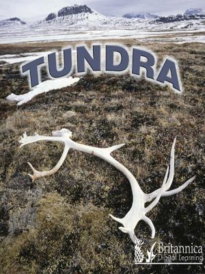 Cover of the book Tundra by Anne Rooney