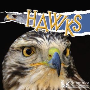 Book cover of Hawks