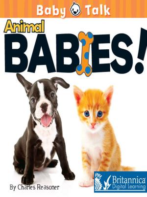 Cover of the book Animal Babies! by Lynn Stone