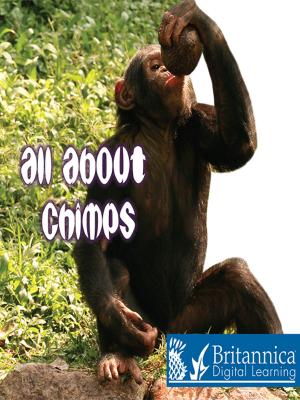 Cover of the book All About Chimps by M.C. Hall