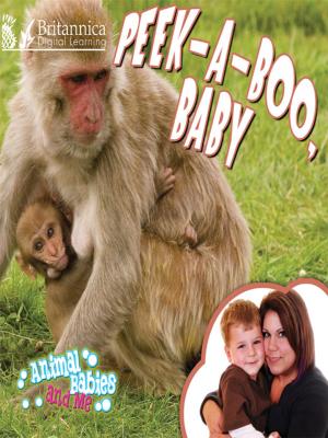 Cover of the book Peek-a-Boo, Baby by Anne Rooney