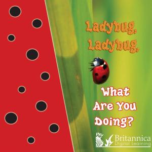 Cover of the book Ladybug, Ladybug, What Are You Doing? by Susan Meredith