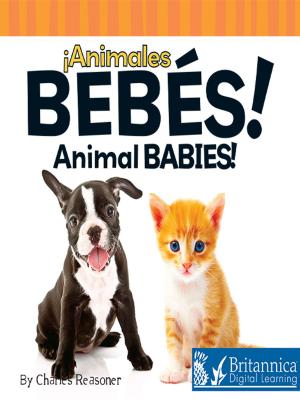 Cover of Animales bebés (Animal Babies)