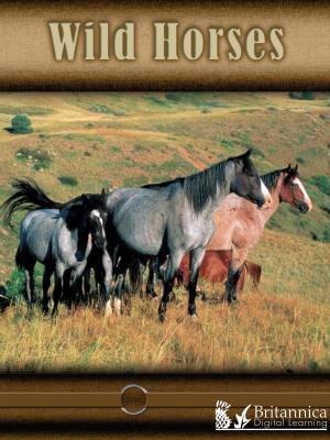 Cover of the book Wild Horses by Julie K. Lundgren