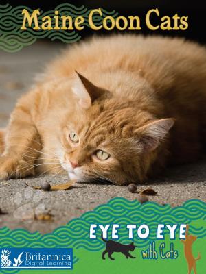 bigCover of the book Maine Coon Cats by 