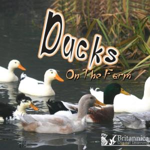 Book cover of Ducks on the Farm
