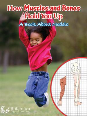 Cover of the book How Muscles and Bones Hold You Up: A Book About Models by Susan Meredith