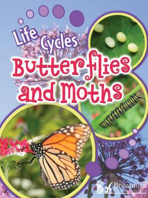 Cover of the book Butterflies and Moths by Luana Mitten and Meg Greve