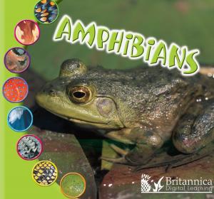 Cover of the book Amphibians by Cindy Rodriguez