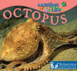 Cover of the book Octopus by Julie Lundgren
