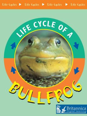 Cover of the book Bullfrog by Anne Rooney