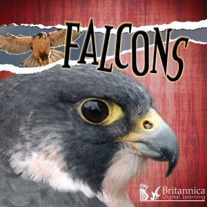 Book cover of Falcons
